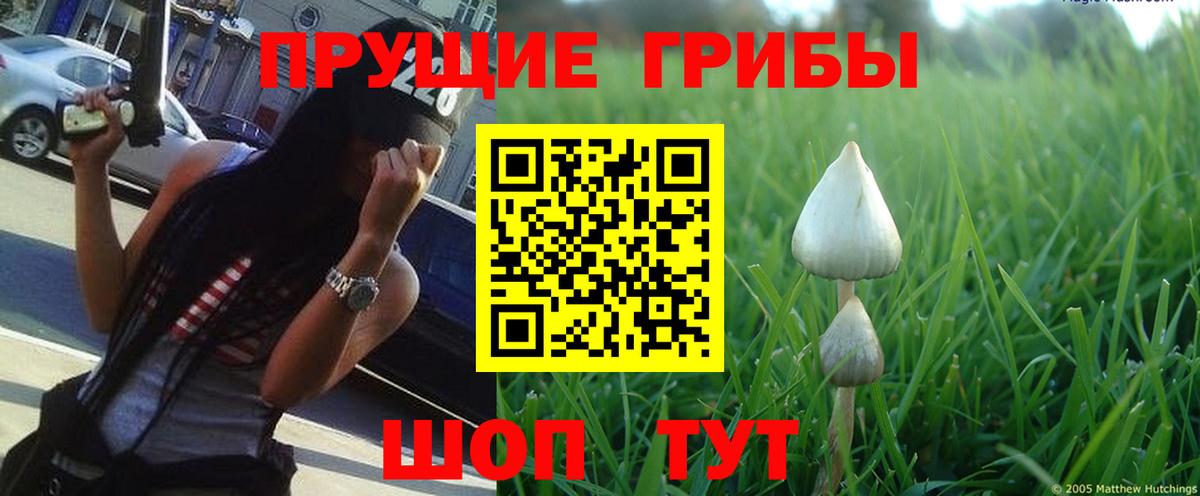 Галлюциногенные грибы GOLDEN TEACHER  Темрюк 